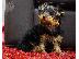 PoulaTo: AKC Yorkshire Terrier Puppy